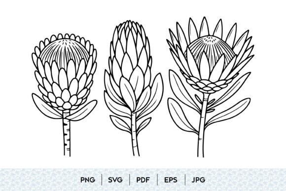 Protea Flower Line Art SVG for Modern Graphics